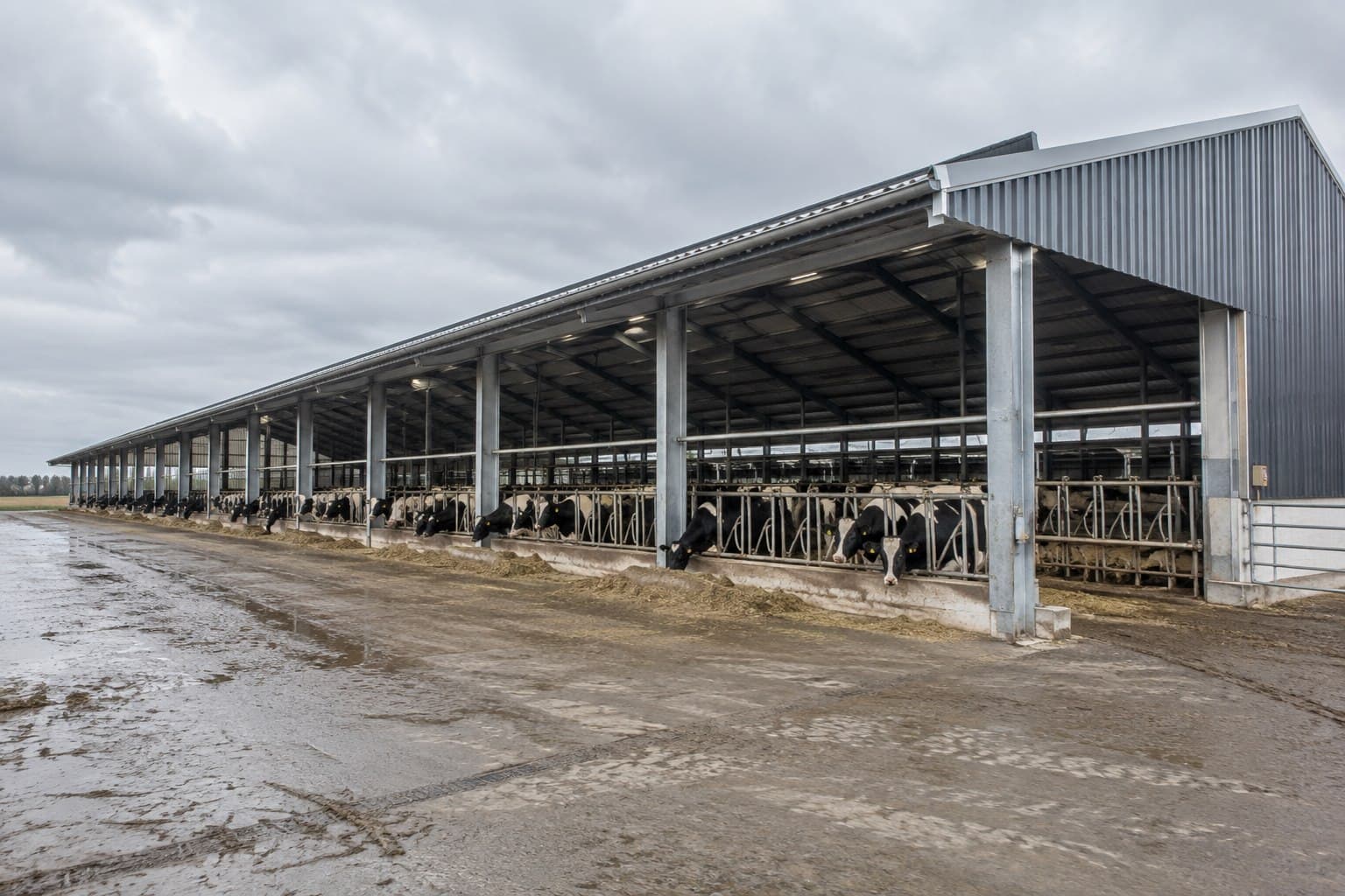 Completed open-sided dairy cattle barn in an agricultural setting