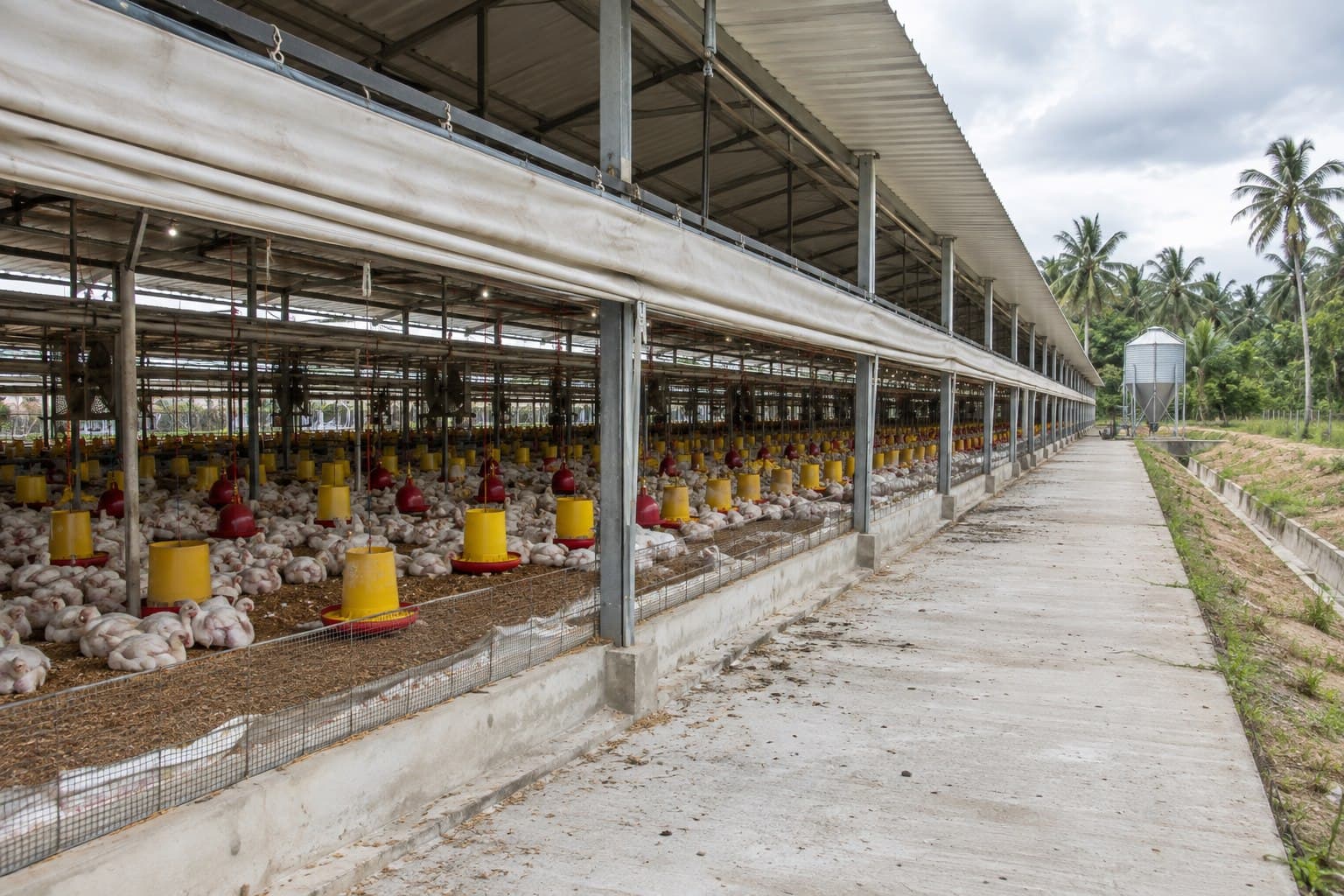 Open-sided steel broiler house with roll-up curtains in a tropical climate